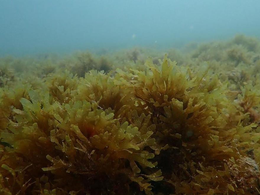 Alerta científica: la acidificación del mar impactará sobre todos sus organismos vivos