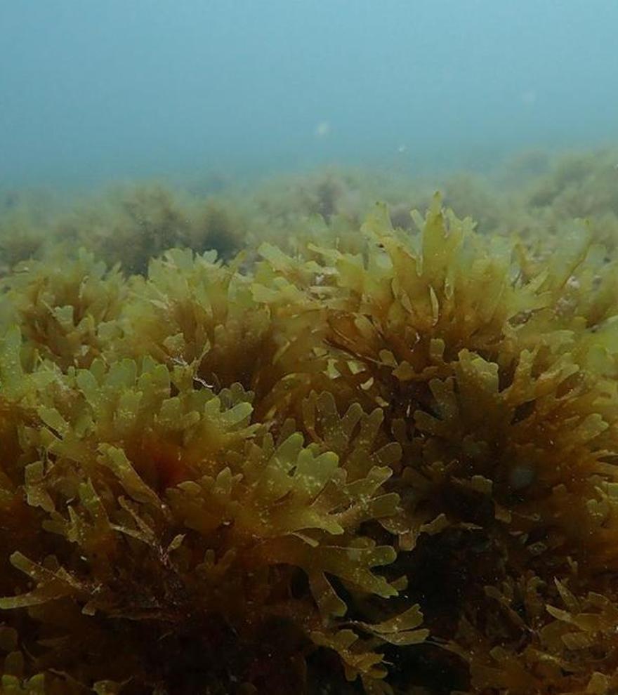 Alerta científica: la acidificación del mar impactará sobre todos sus organismos vivos