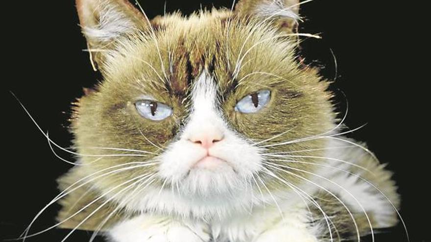 Adiós a la gata &#039;Grumpy&#039;