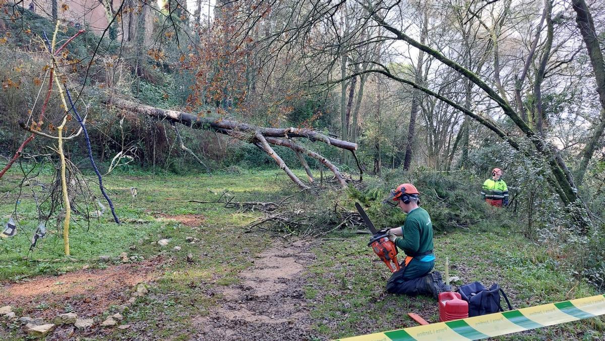 Una de les actuacions amb arbres caiguts.