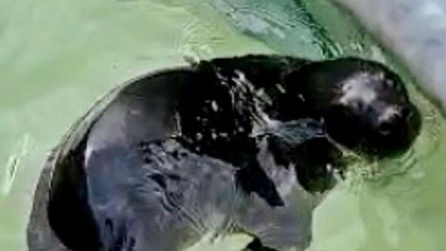 La foca “Pabbar” ya se recupera en la piscina de agua salada del Igafa
