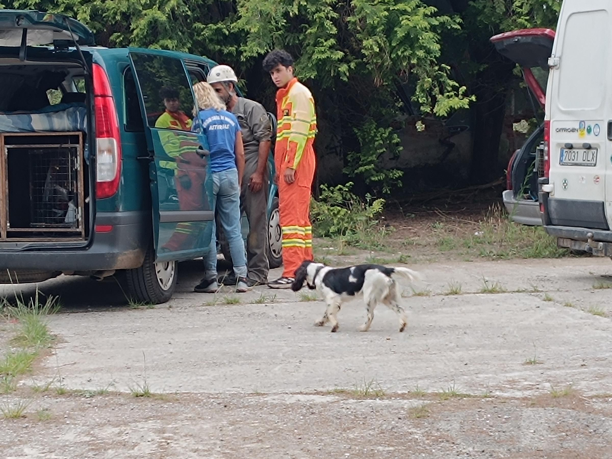 Así entrena la Unidad Canina de Rescate del Principado de Asturias, con sede en La Morgal