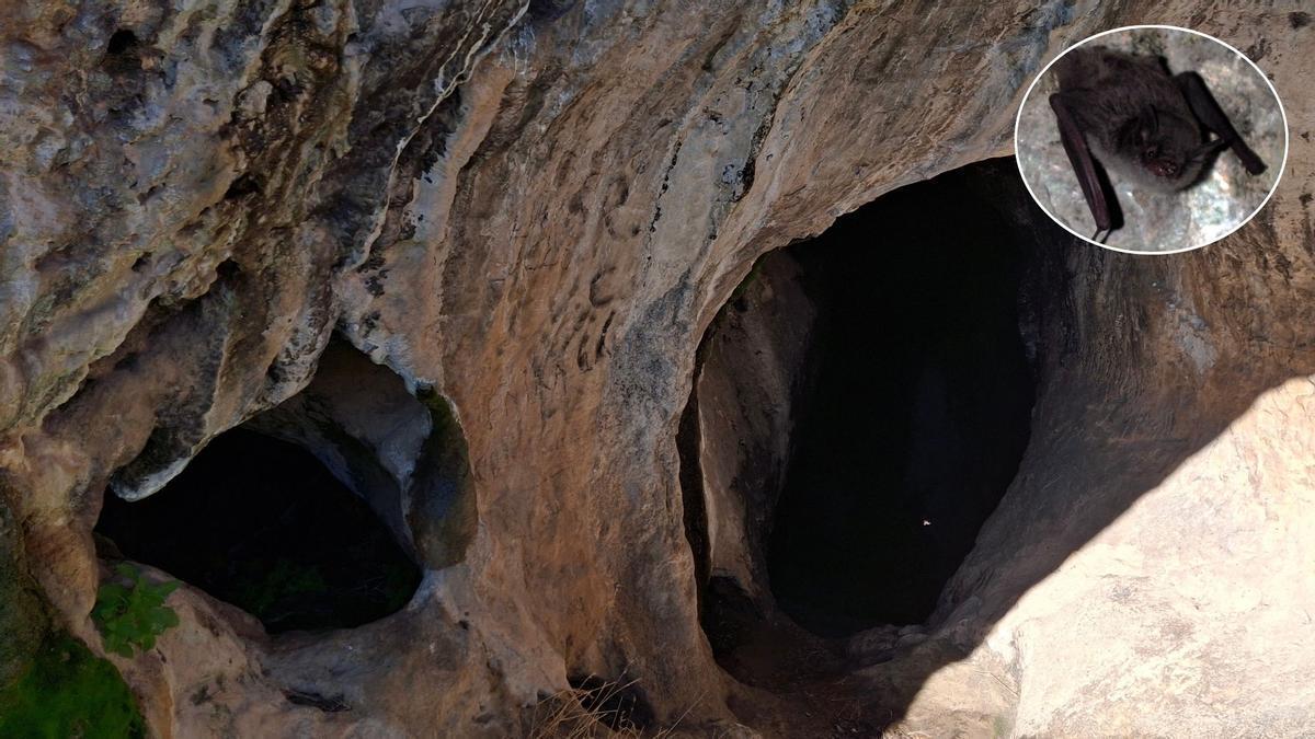 La cueva de Ròtova se erige como santuario nacional de los murciélagos con 900 ejemplares