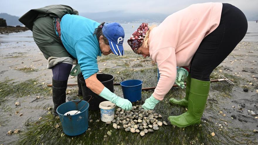 Las cofradías de la ría cierran una campaña “de supervivencia” marcada por la escasez de producto