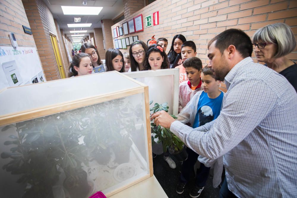 Cria de marietes al CEIP Sant Isidre, València