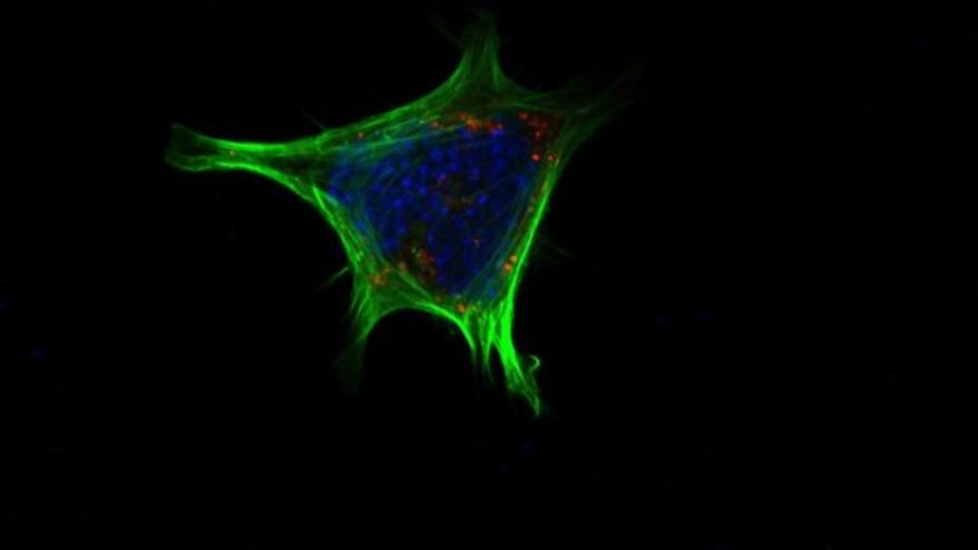 Los ácidos biliares viajan al cerebro para modular las ganas de comer