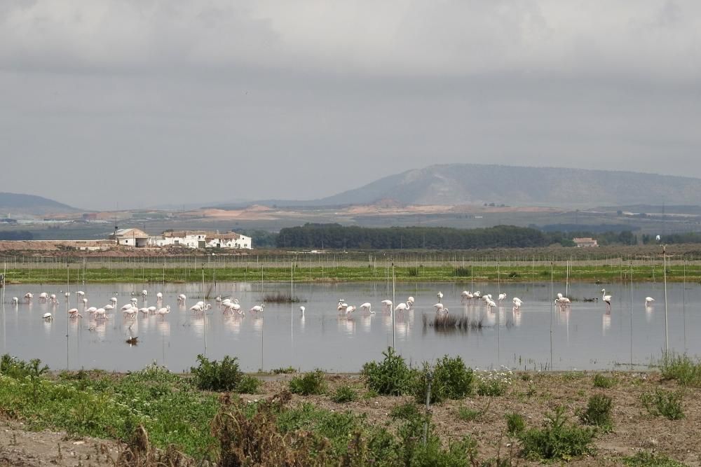 Flamencos y todo tipo de aves en la Laguna de Villena