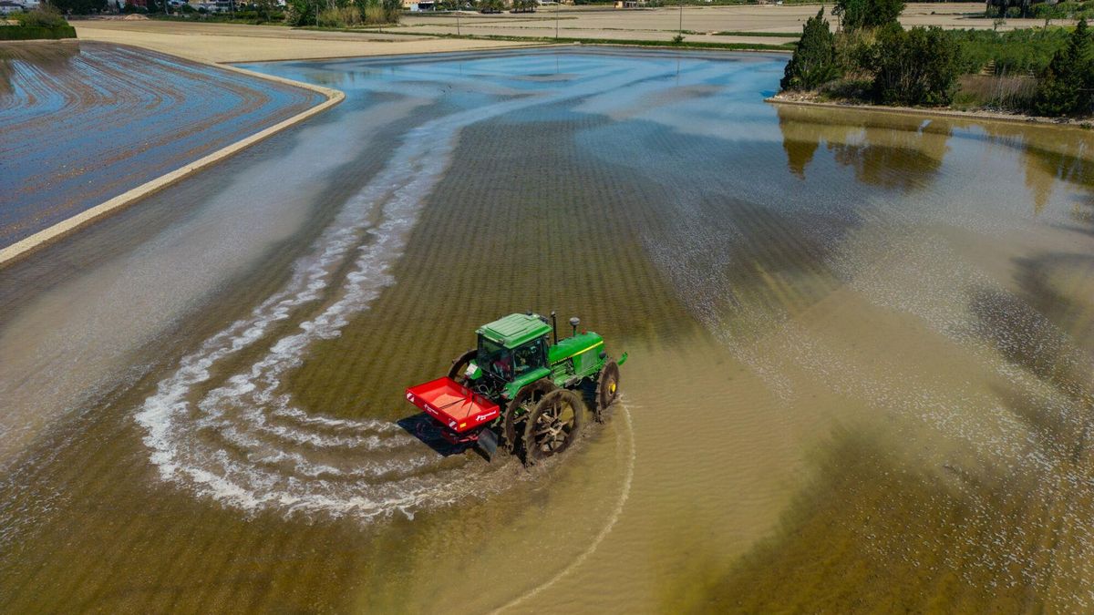 Siembra del arroz en una parcela del delta de l'Ebre, en la primavera de 2023.