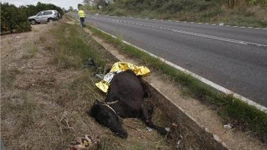 El cuerpo del caballo en la cuneta, ayer tras ser arrollado, y el carro al fondo.