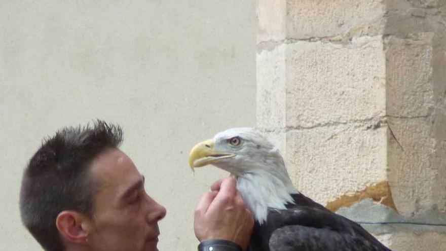 Búhos, águilas y mochuelos, armas de Cangas del Narcea contra las palomas -  La Nueva España
