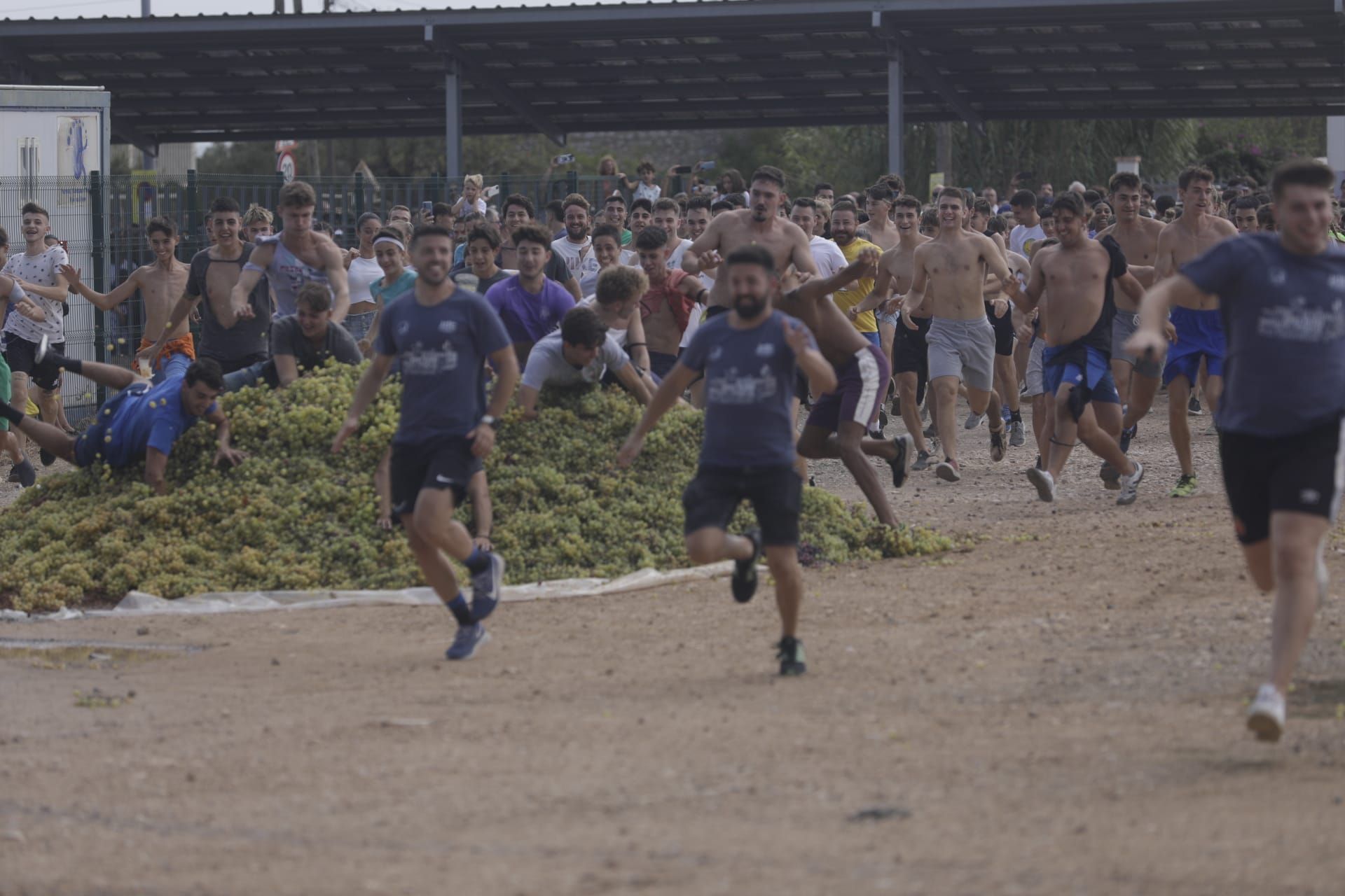 Batalla de uvas en Binissalem