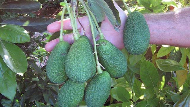 Varios aguacates en un árbol. | LEVANTE-EMV