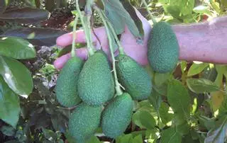 El aguacate ya ocupa 300 hectáreas y se afianza como cultivo alternativo