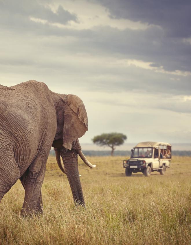 Safari en Masai Mara, África