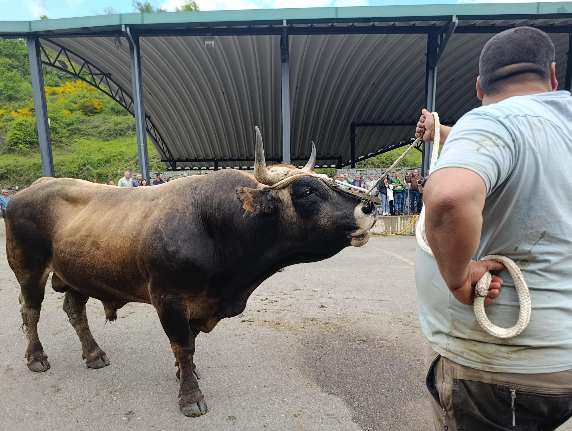 El XXXI Certamen-Exposición de Asturiana de los Valles de Teverga, en imágenes