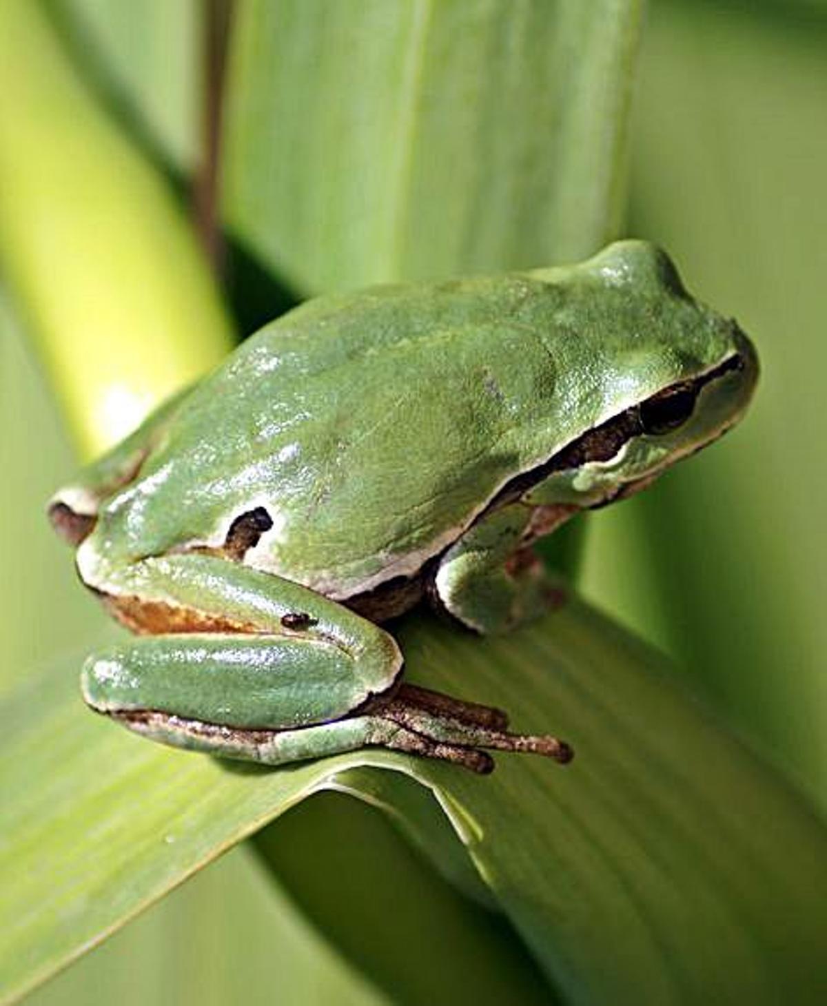 La riqueza natural de A Illa: elaboran un atlas sobre anfibios y reptiles del municipio | 6
