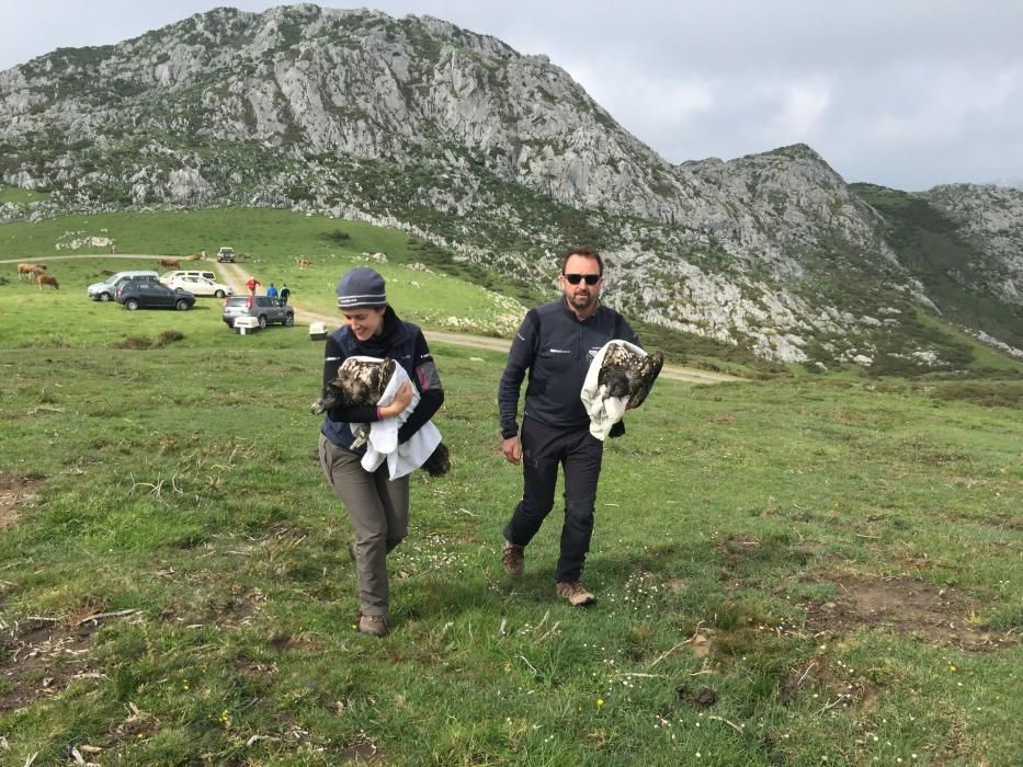 Llegada de tres quebrantahuesos a los Picos de Europa