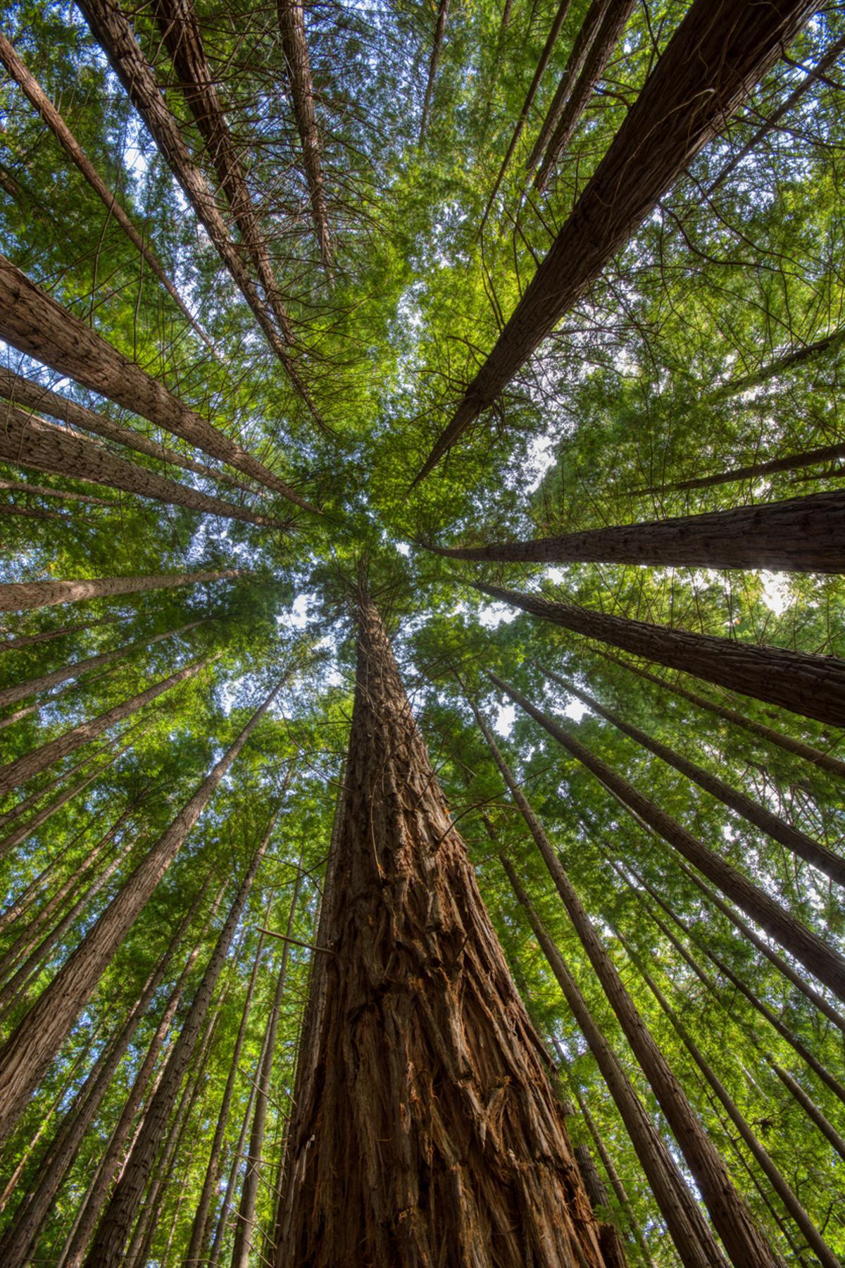 Bosque de secuoyas del Monte Cabezón en Cabezón de la Sal, Cantabria, España