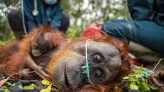 Los devastadores incendios de Indonesia acorralan a los orangutanes, en peligro crítico de extinción