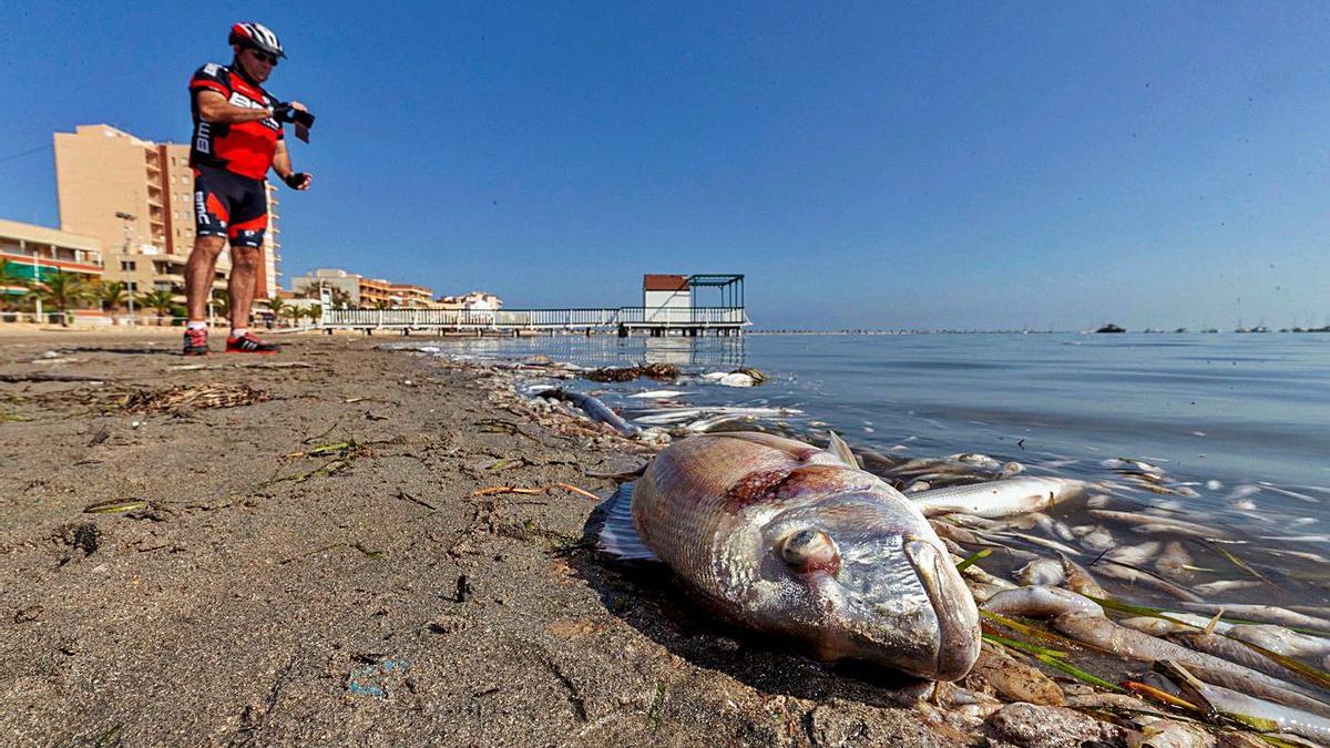 La imagen de los peces muertos en la orilla del Mar Menor causó un impacto internacional. | MARCIAL GUILLÉN/EFE