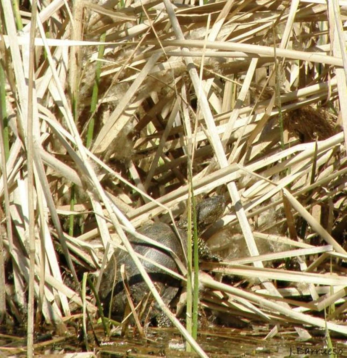 Galápagos en  el Duero