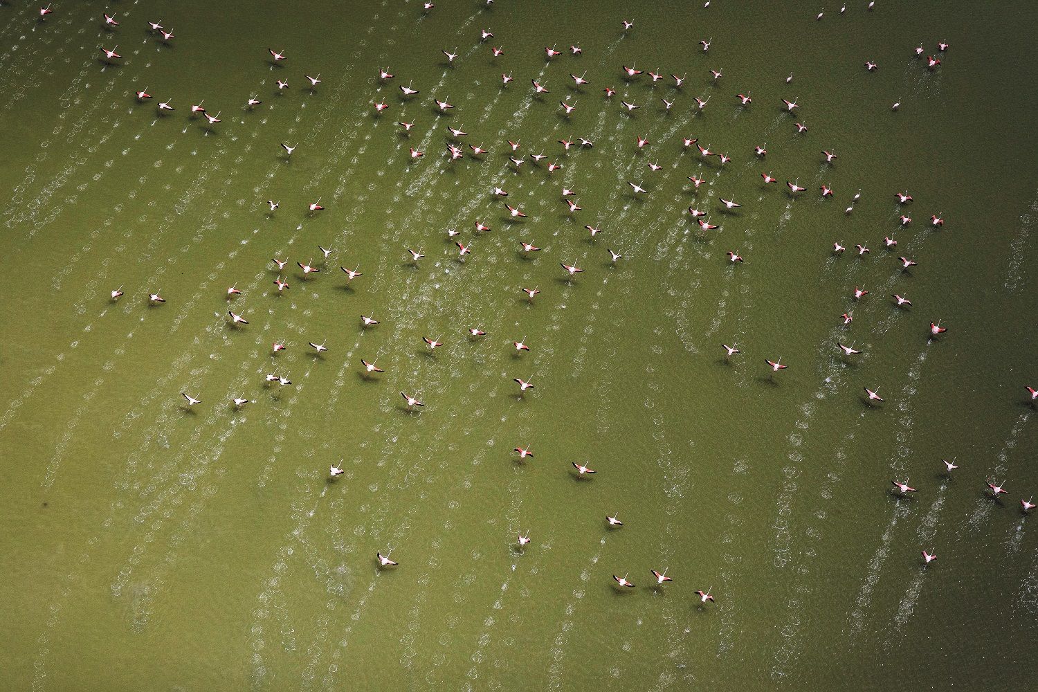 Vista aérea de flamencos mayores sobrevolando las marismas del parque.