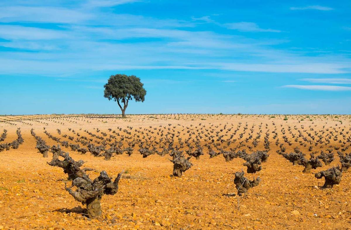 Viñedos en Castilla La Mancha