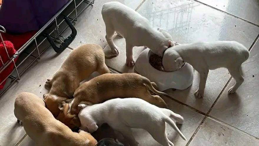 Nuevo caso de abandono animal: rescatan a ocho cachorros de la basura en Pego