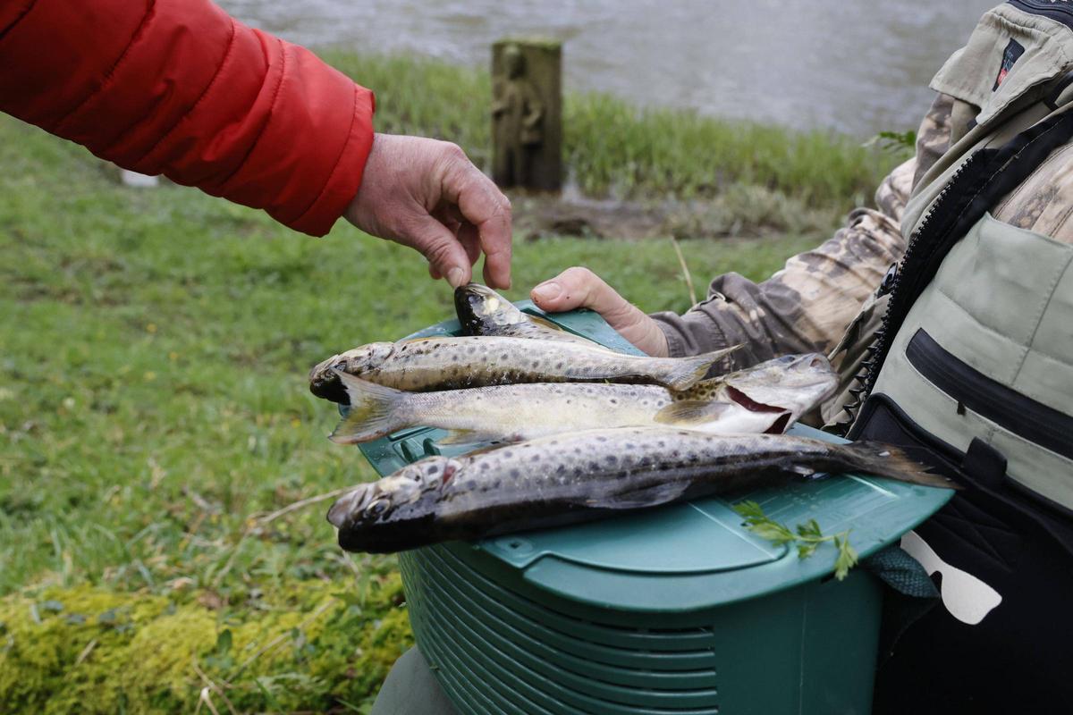 La pesca fluvial en Galicia arranca con 48.500 licencias en vigor