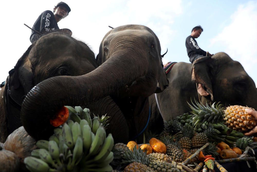 People feed elephants before a match at the ...