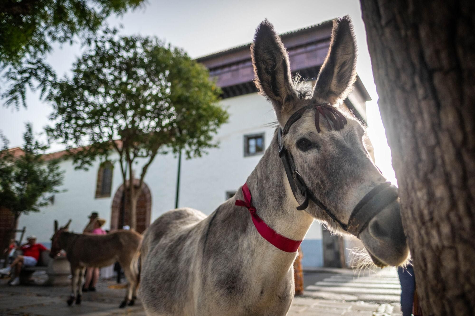 Día de los burros en La Laguna