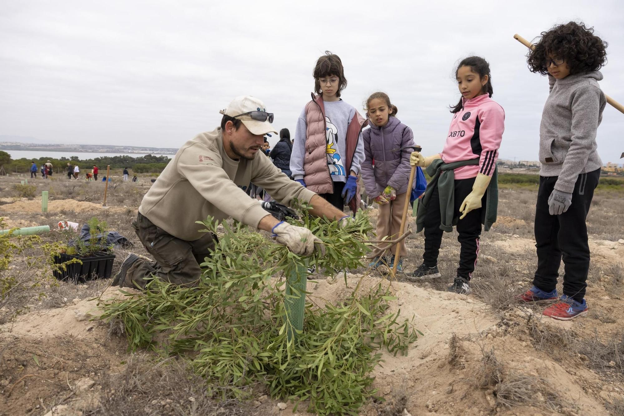 800 escolares se implican en la celebración del Día del Árbol con la plantación de especies autóctonas en torno a la laguna de La Mata de Torrevieja