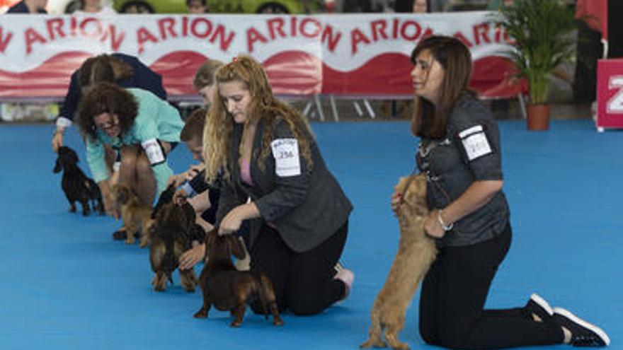 Castelló acoge el Campeonato de Belleza Canina