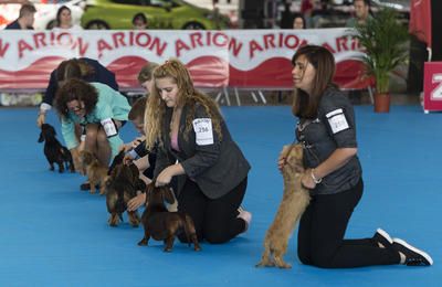Castelló acoge el Campeonato de Belleza Canina