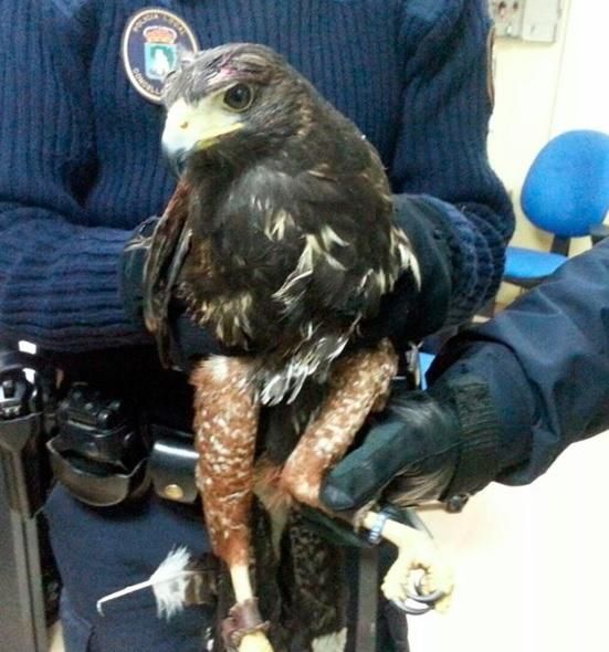 Los animales rescatados por la Policía Local en el último año