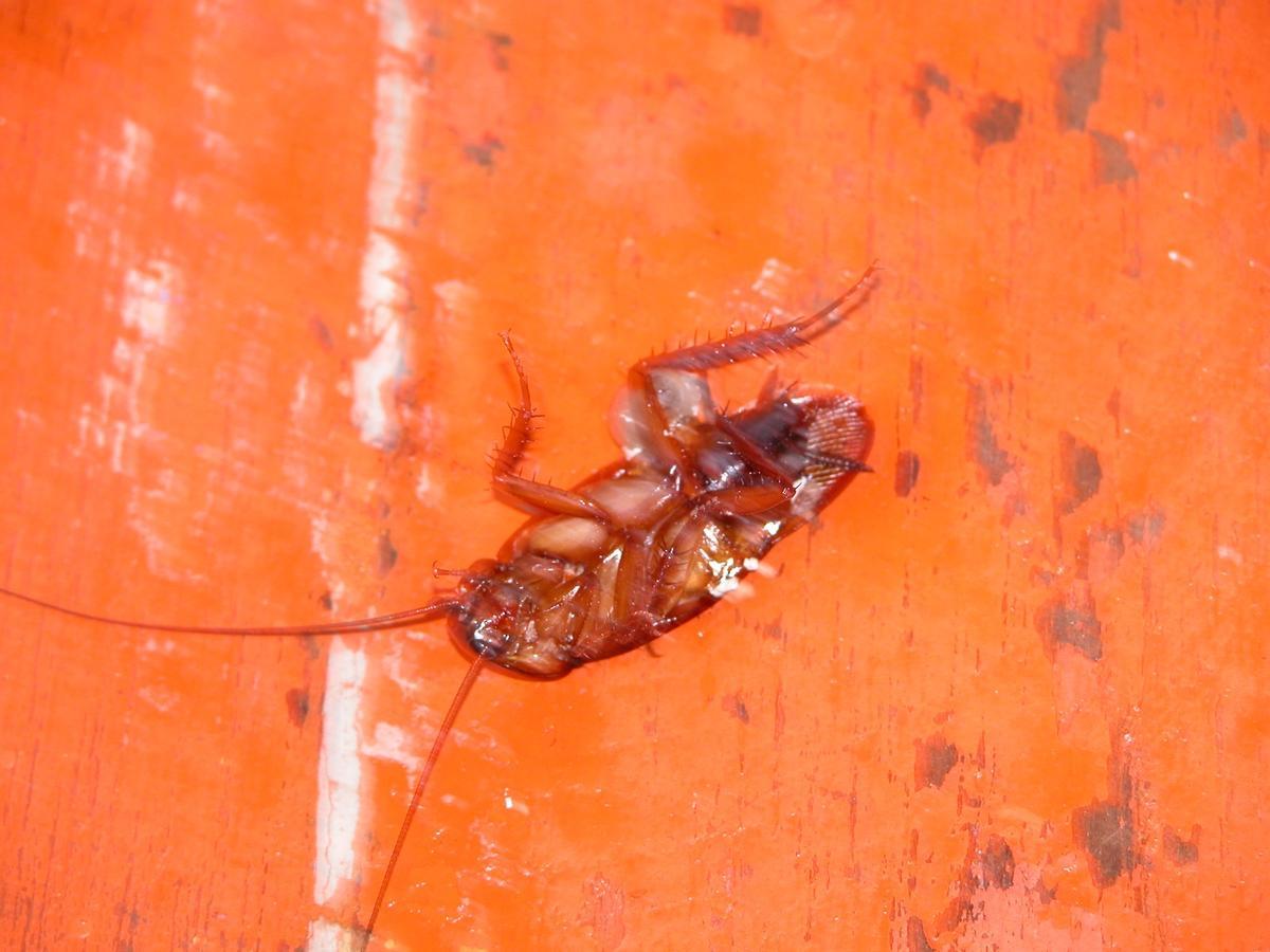 Los barcos apresados a los narcos que se dejan amarrados en Canarias traen a bordo insectos y roedores. Imagen tomada por un miembro del SVA en un apresamiento.