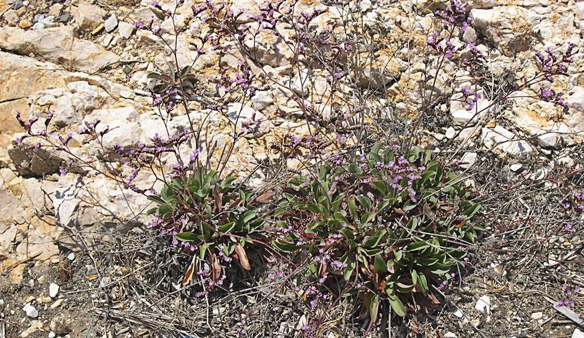 El Limonium cambia el apellido