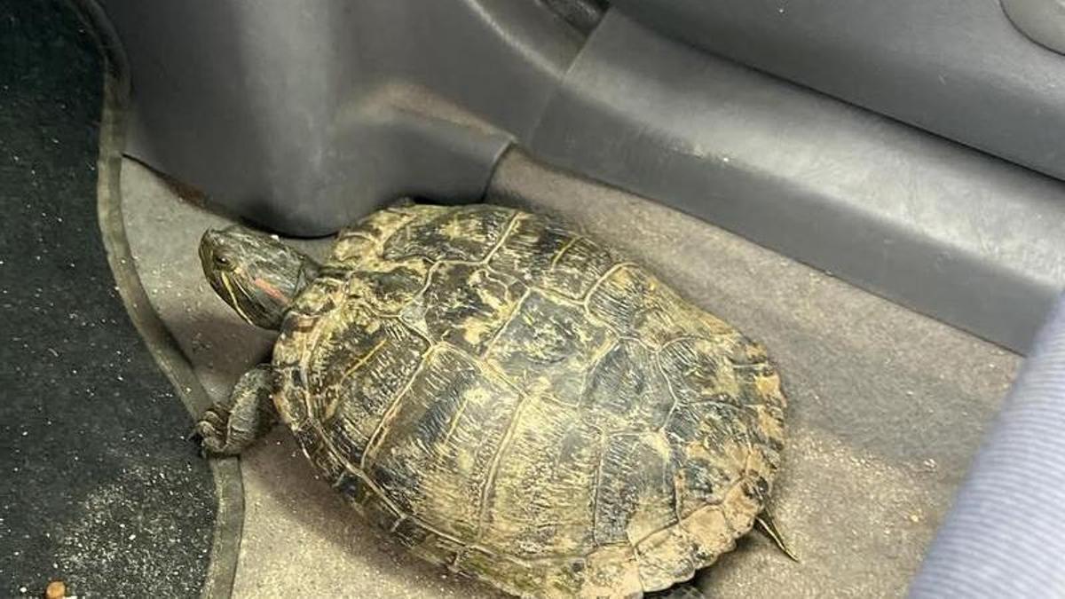 La tortuga rescatada.