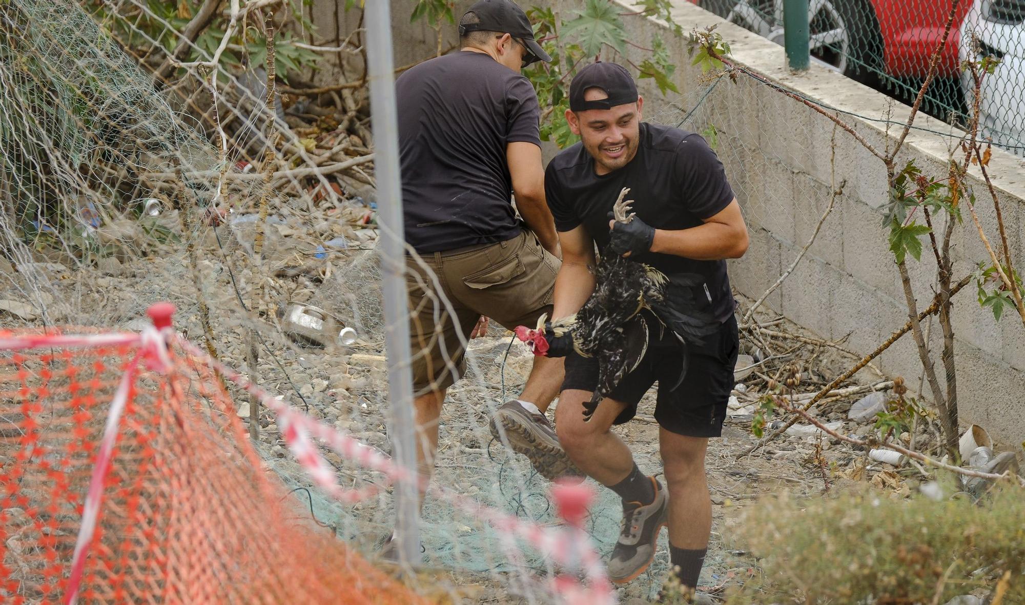 El Ayuntamiento retira los gallos de La Paterna tras varias quejas vecinales y antes de aplicar la desratización