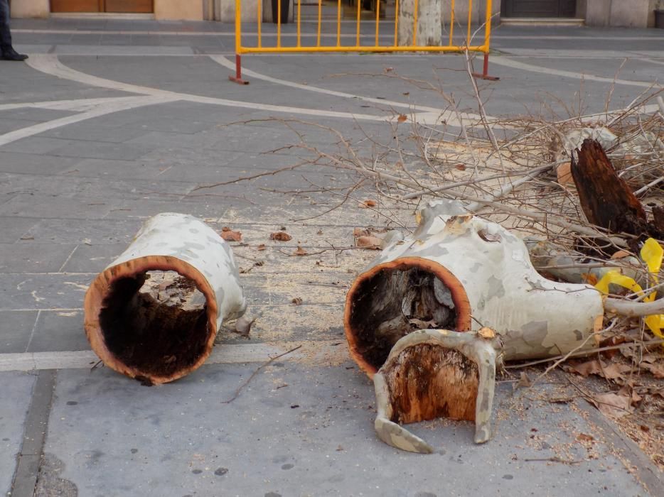 L'Ajuntament canvia 10 plàtans del Passeig