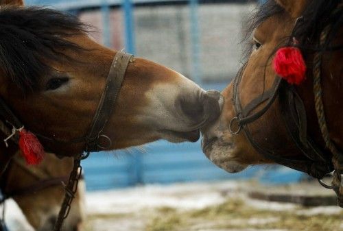 Dos caballos juegan entre ellos en la feria de Skaryszew (Polonia)