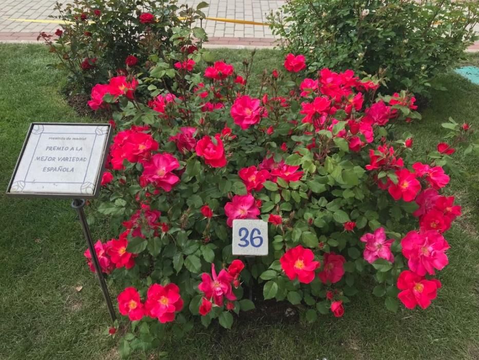 Rosa "Castell d'Alaquàs" en el Parque del Oeste.