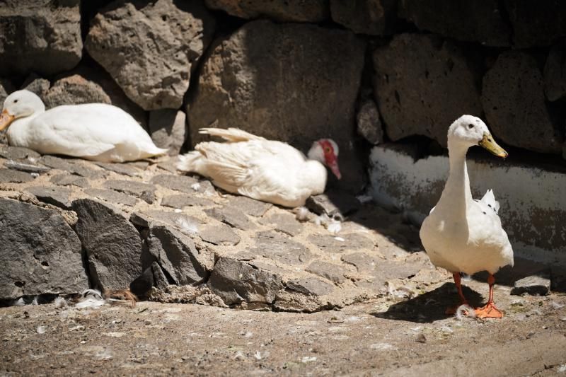 Señalética para proteger a los patos