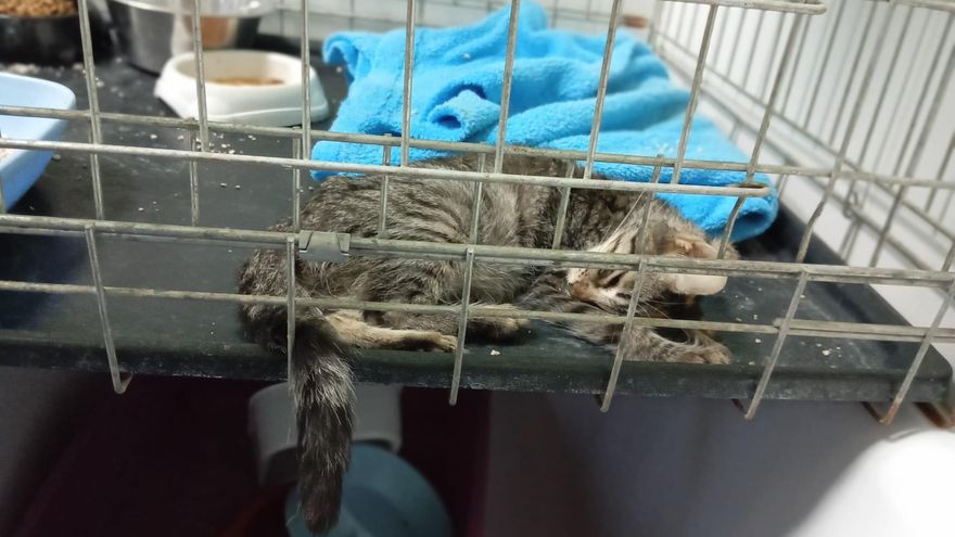Recal cierra temporalmente la entrada de gatos por superpoblación