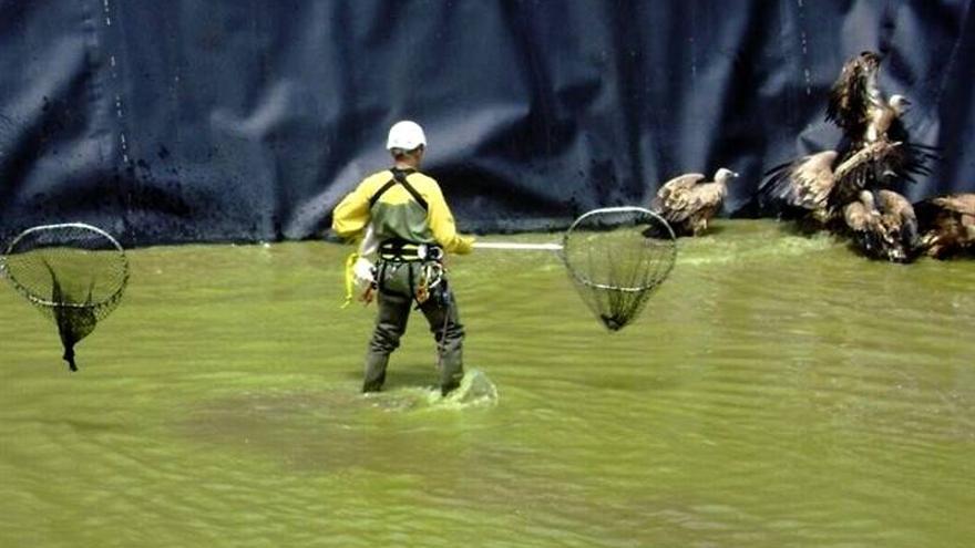 Rescatado un grupo de buitres de una balsa