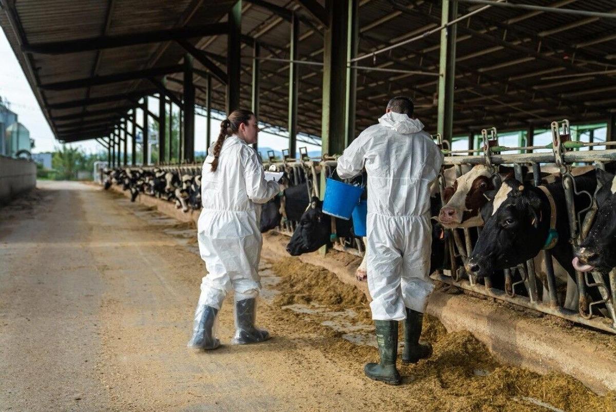 Brussel·les enviarà veterinaris a Catalunya per supervisar