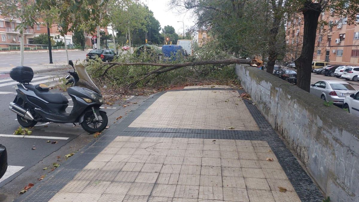 Rama caída en mitad de la calle consecuencia de las fuertes rachas de viento