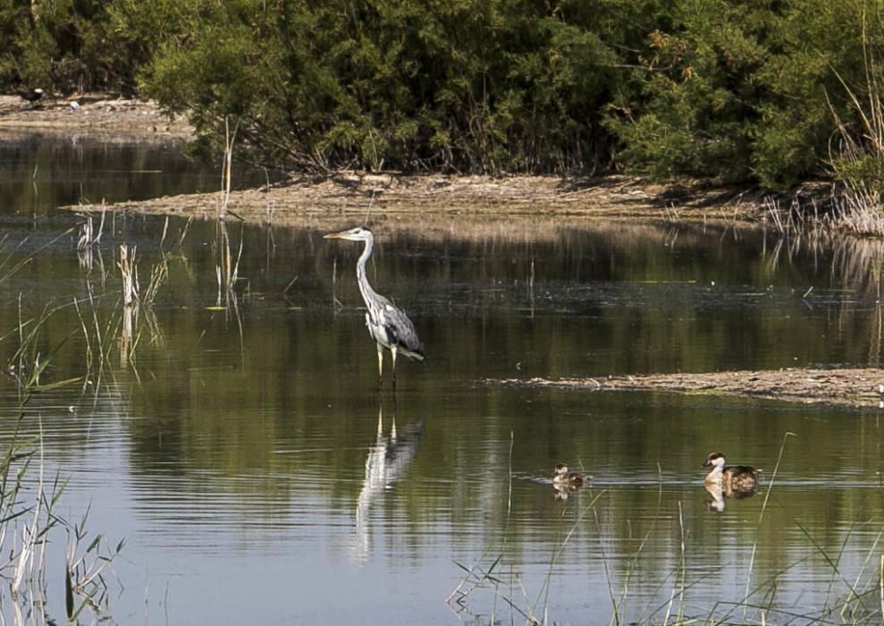 Ecologistas quieren proteger El Hondo