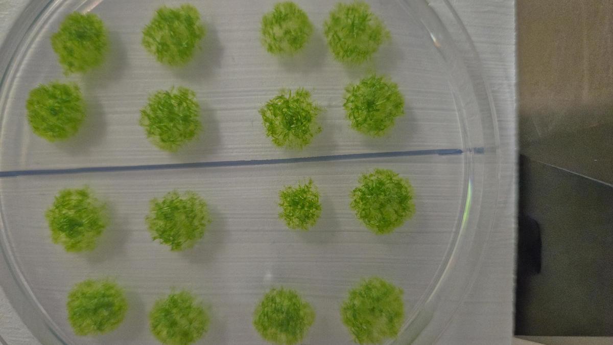 El musgo demuestra su superresistencia: sobrevive 9 meses en el espacio