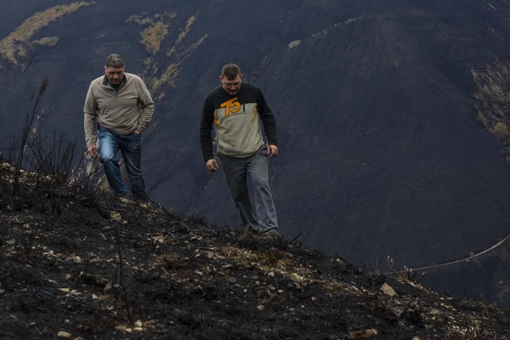 Desolación en el suroccidente asturiano tras los incendios